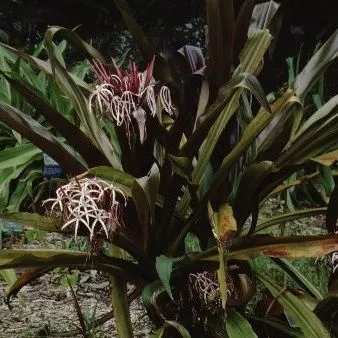 thumbnail for publication: Crinum x amabile Giant Spider Lily